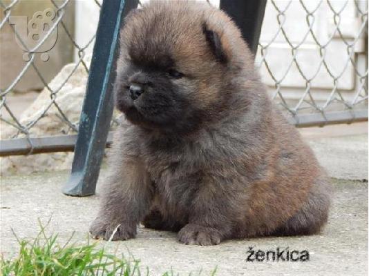 PoulaTo: German Shepherd καθαροαιμα κουταβια ΘΕΣΣΑΛΟΝΙΚΗ 6979314054